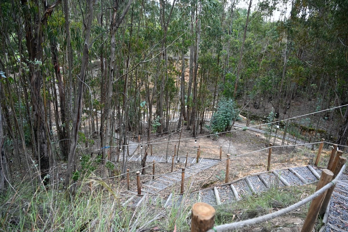 Sendero ecológico de madera entre eucaliptos dentro del glamping