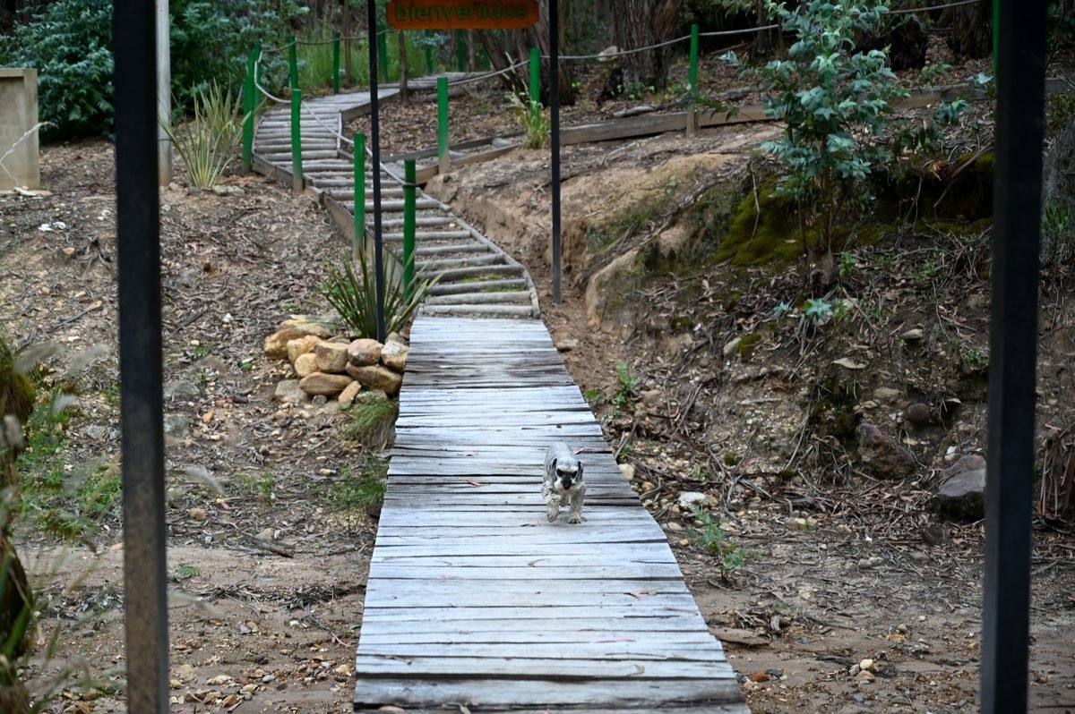 Perro caminando por la pasarela de madera del sendero